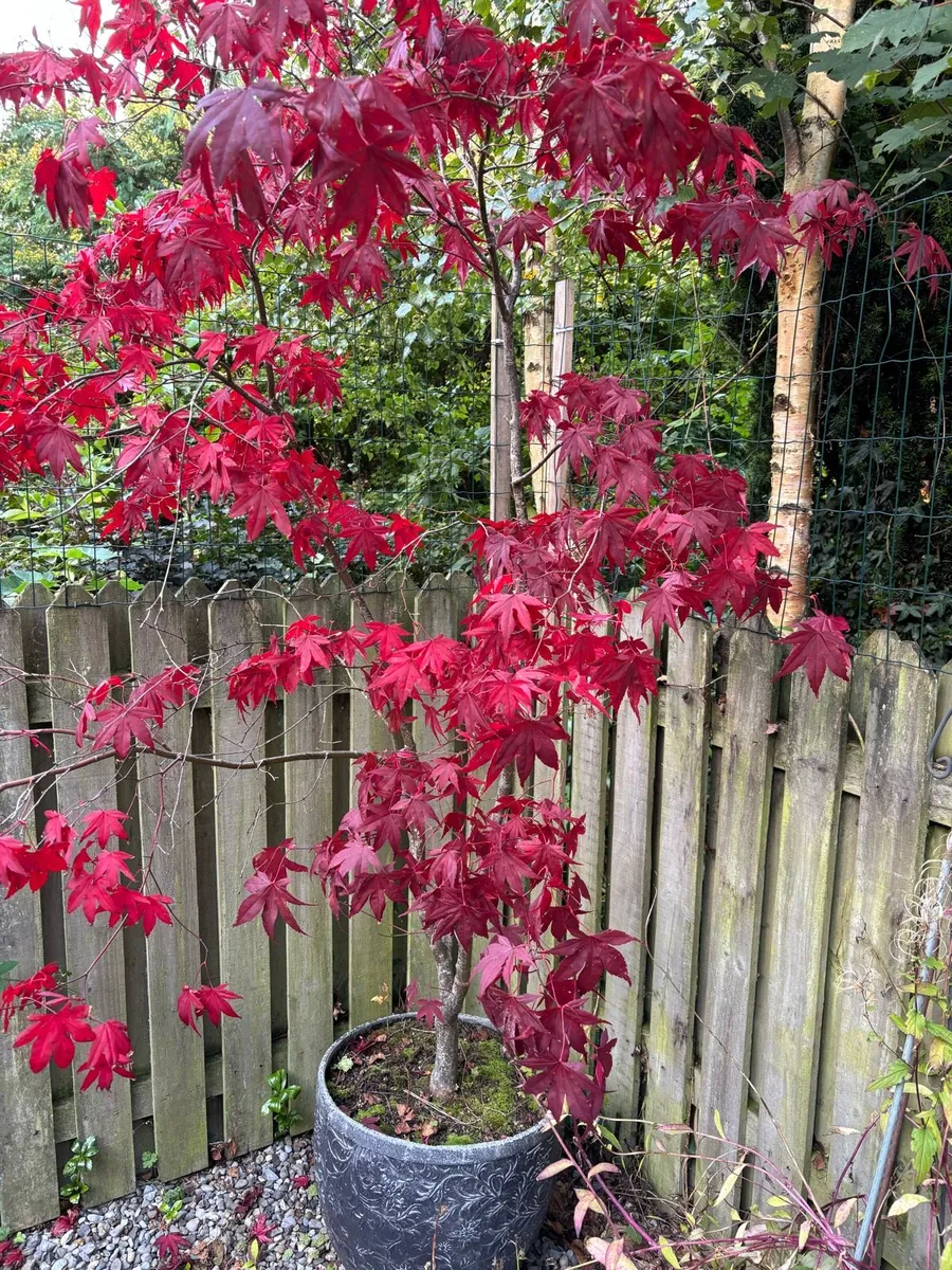 Mature acer trees in a pots - Image 2
