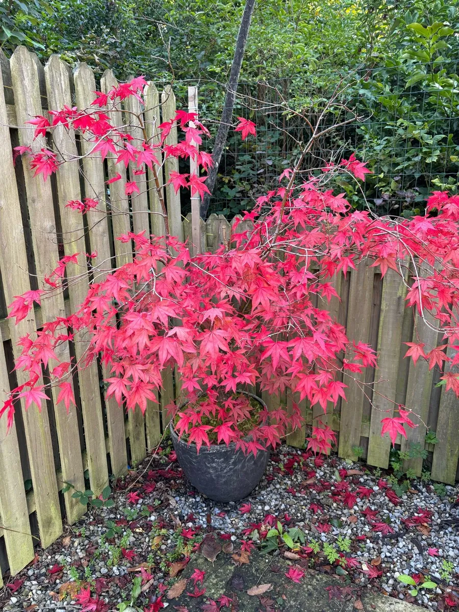 Mature acer trees in a pots - Image 3
