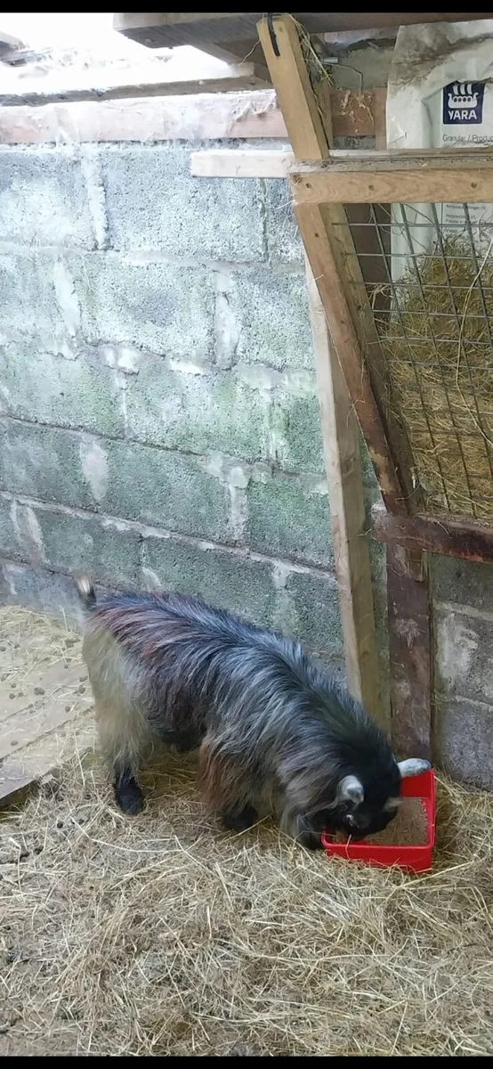 Pygmy Goat - Image 2