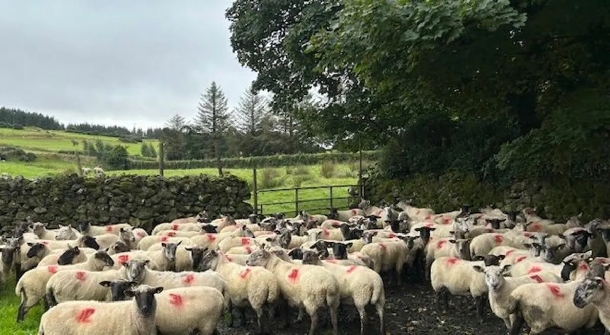 Suffolk Cross Ewes 2 - 3 years - Image 3
