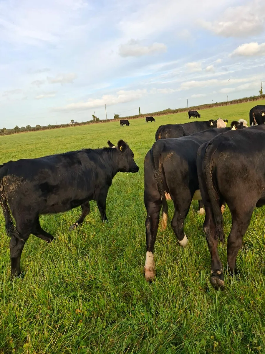 Livestock - Image 1