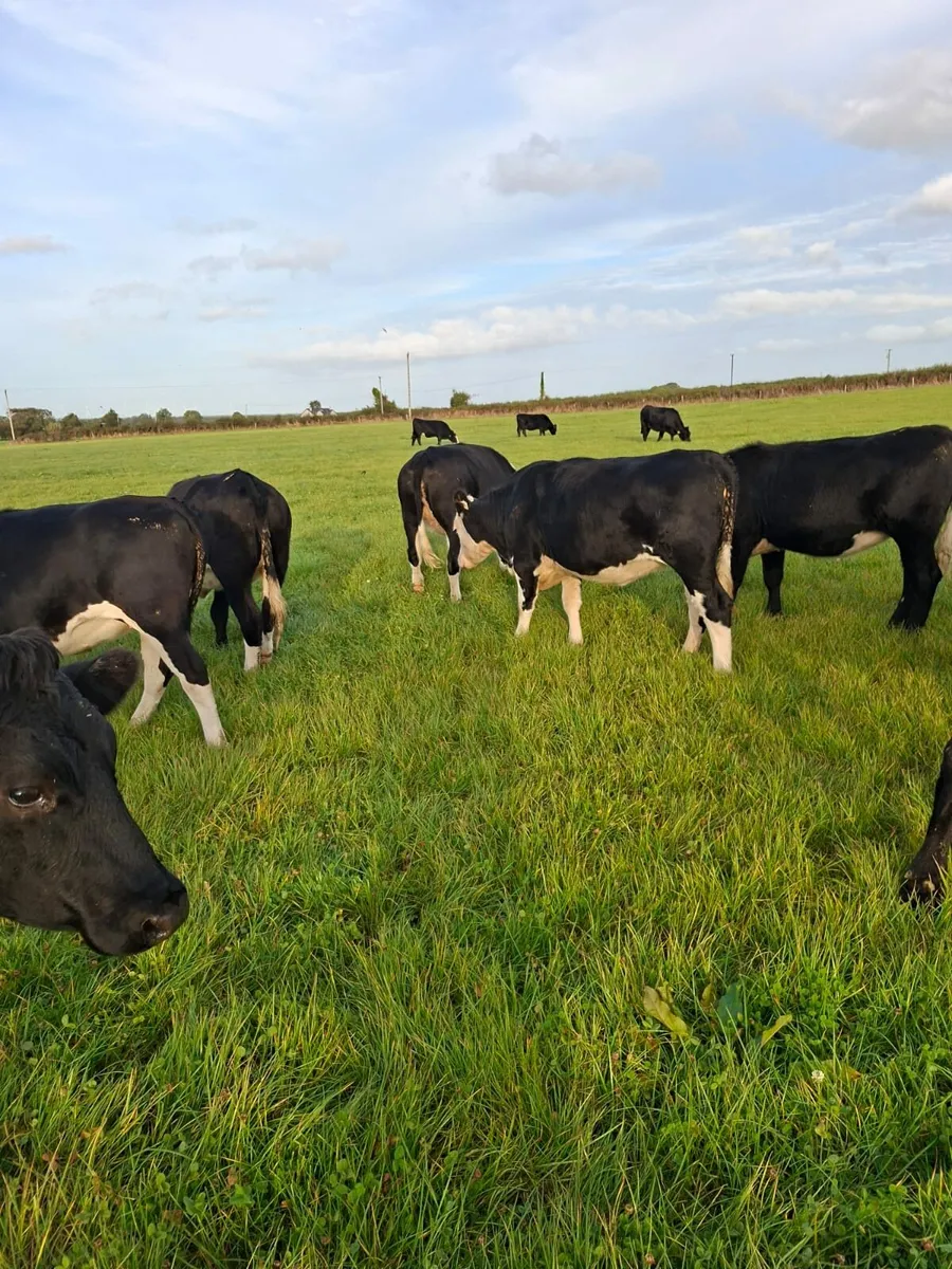Livestock - Image 2