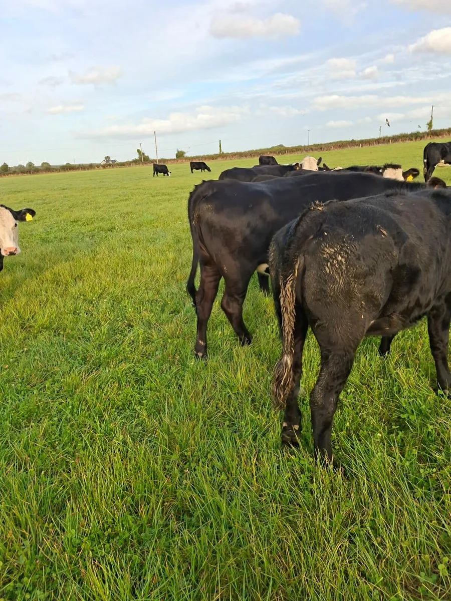 Livestock - Image 4