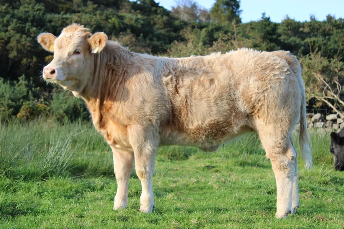 Smashing CHX Weanling Heifer For Sale - Image 1