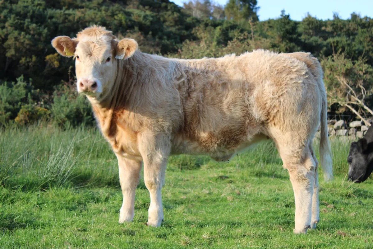 Smashing CHX Weanling Heifer For Sale - Image 2