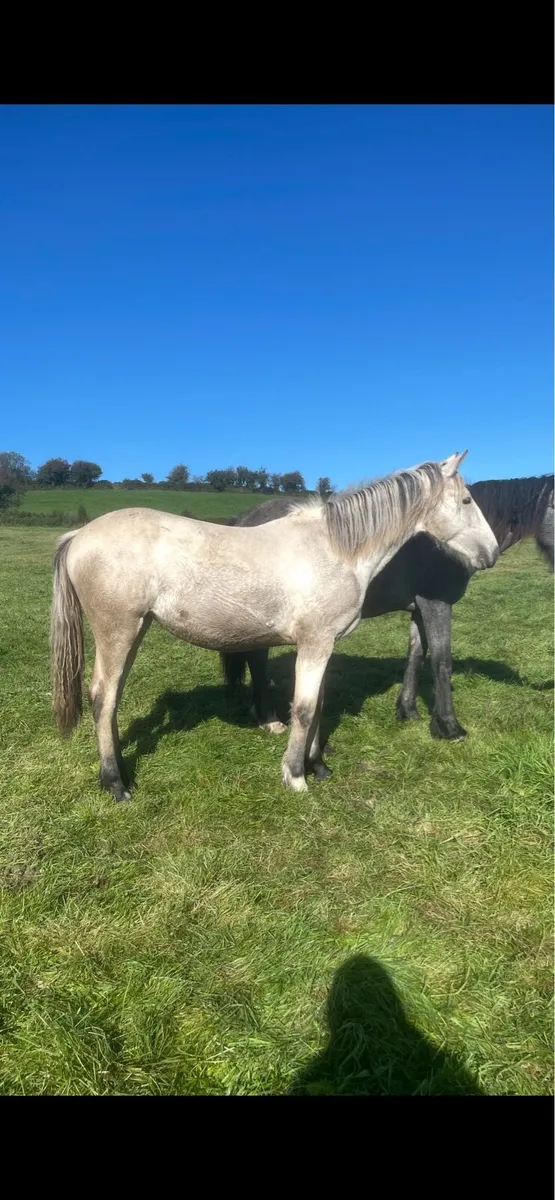 Outstanding Connie x ISH dun filly - Image 1