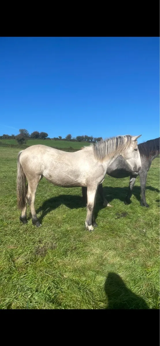 Outstanding Connie x ISH dun filly - Image 2