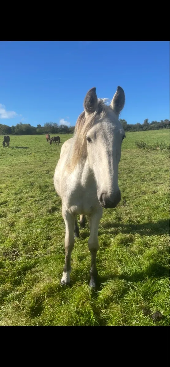 Outstanding Connie x ISH dun filly - Image 3
