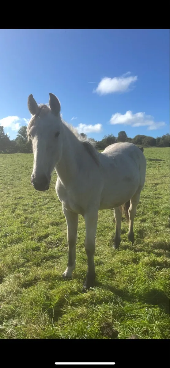 Outstanding Connie x ISH dun filly - Image 4