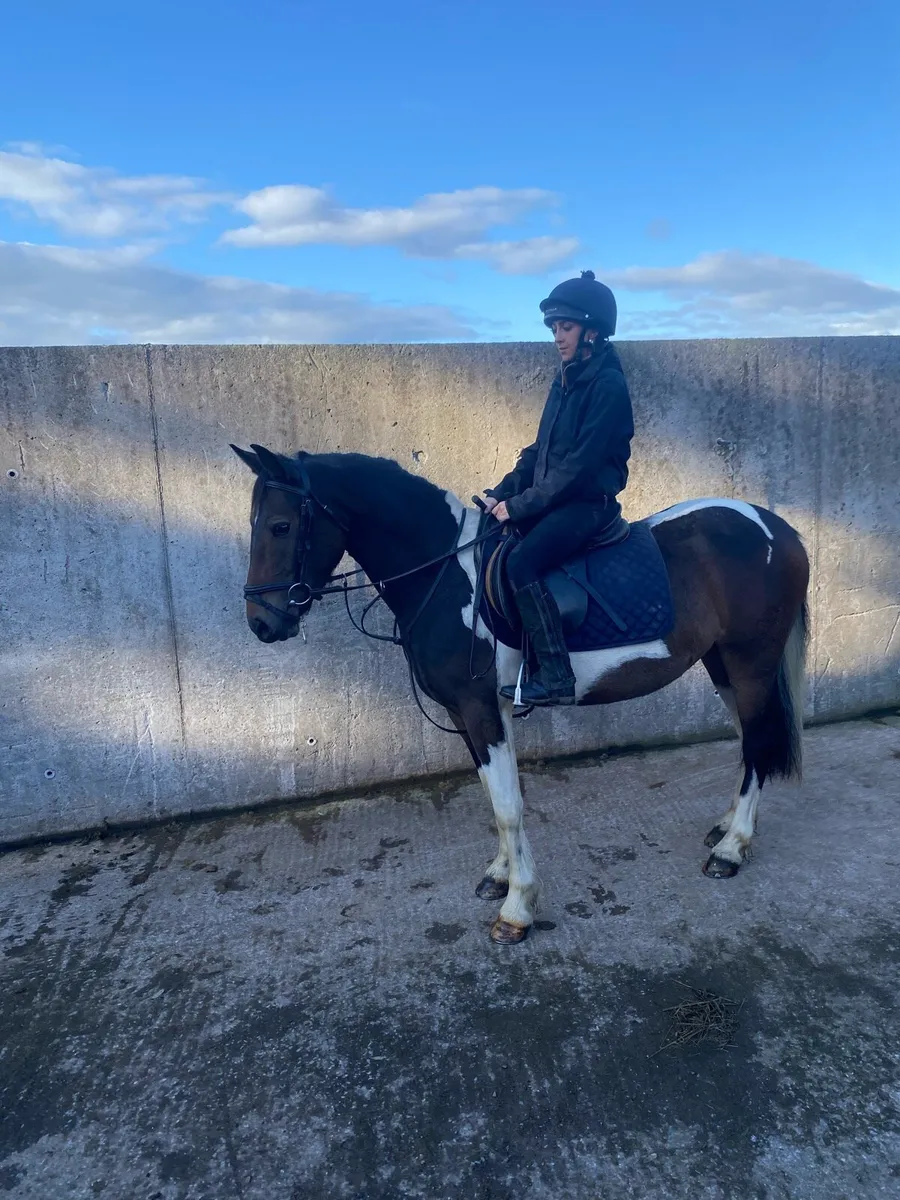 ⭐️Tayto ⭐️ quiet riding pony for sale - Image 1