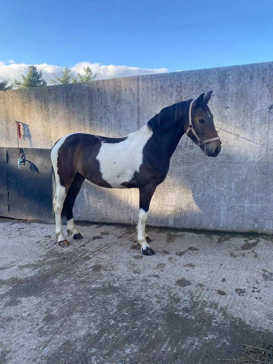 ⭐️Tayto ⭐️ quiet riding pony for sale - Image 2