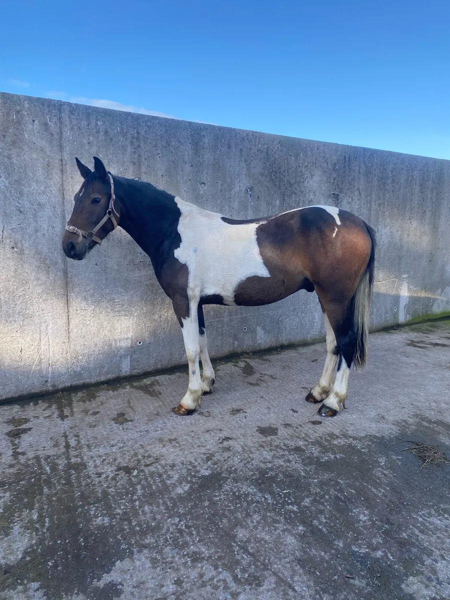 ⭐️Tayto ⭐️ quiet riding pony for sale - Image 4
