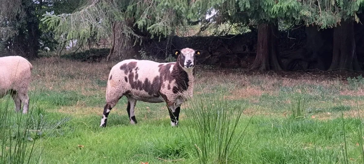 Pure Bred Dutch Spotted Lamb - Image 1