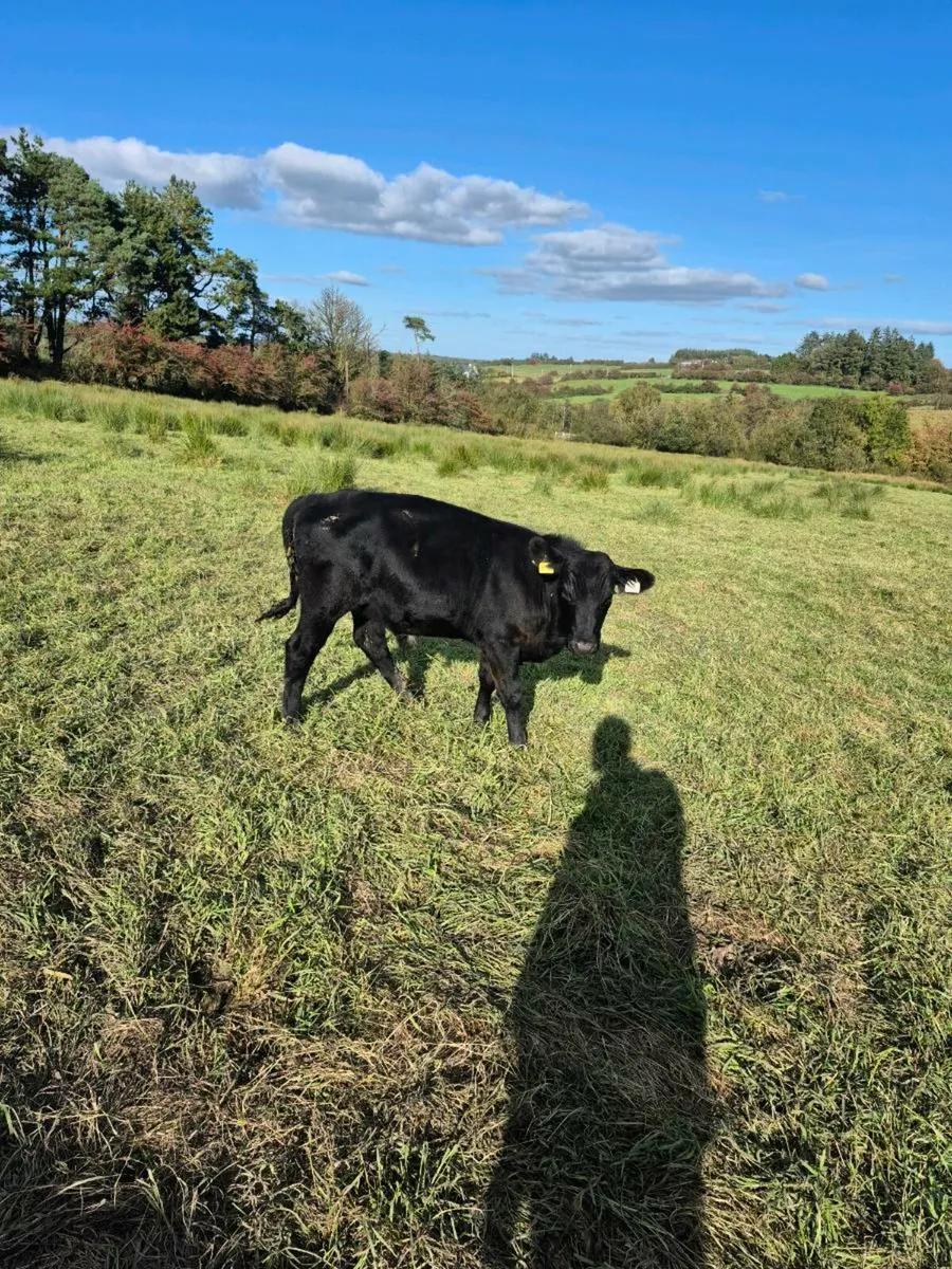 FR and AA Weanling - Image 2