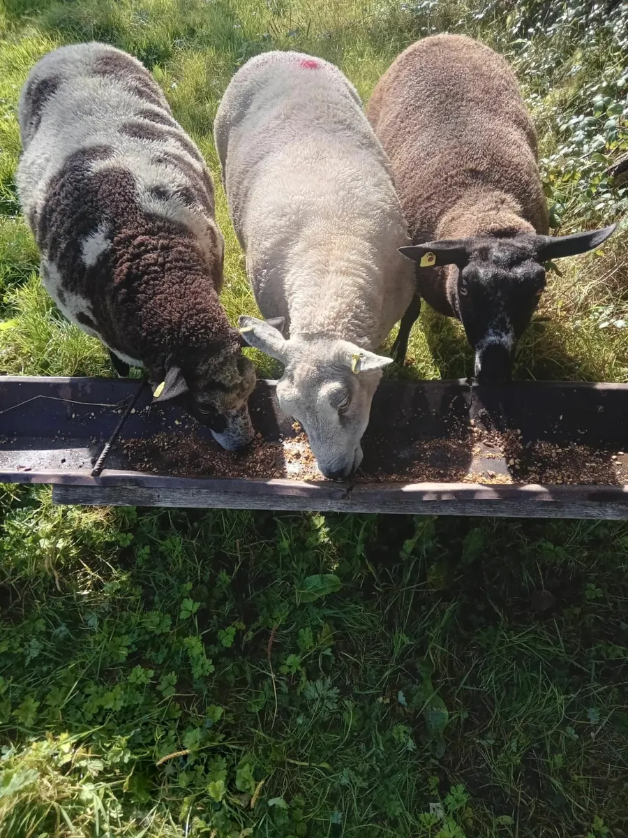 Pure Bred Dutch Spotted Lamb - Image 3