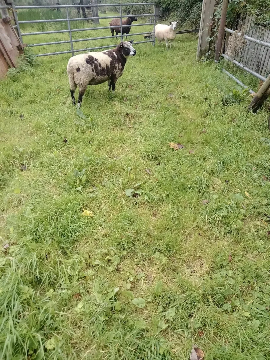 Pure Bred Dutch Spotted Lamb - Image 4