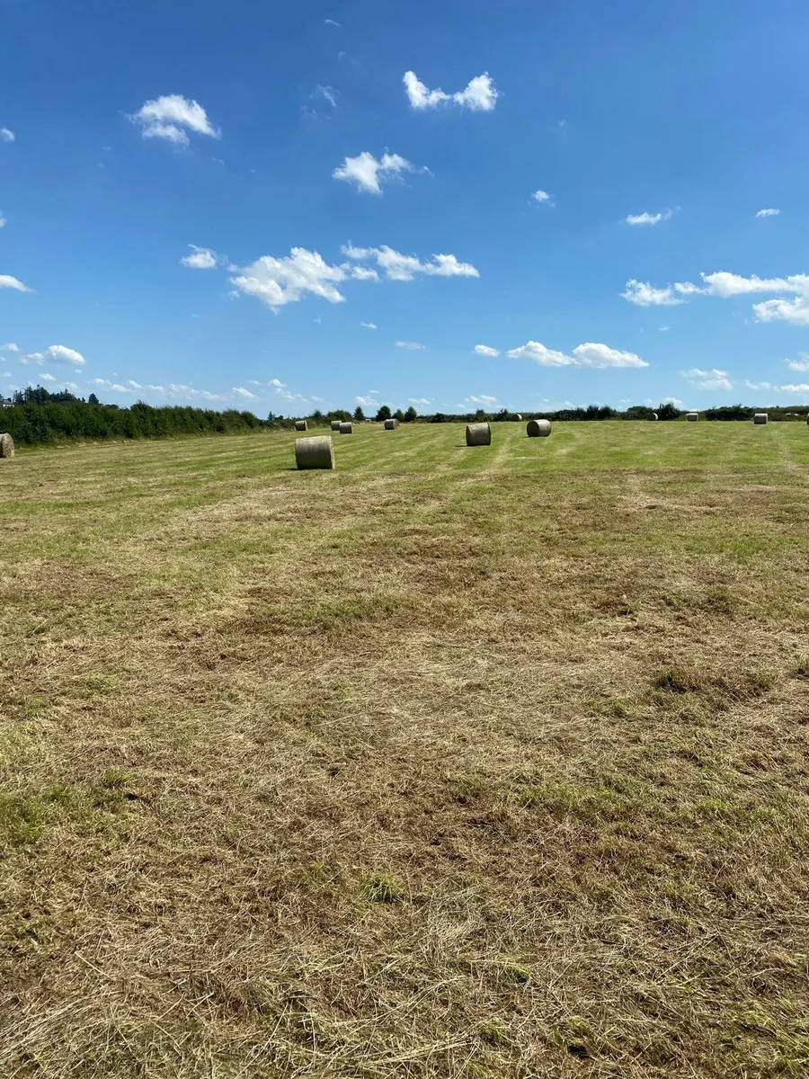 Rushy hay