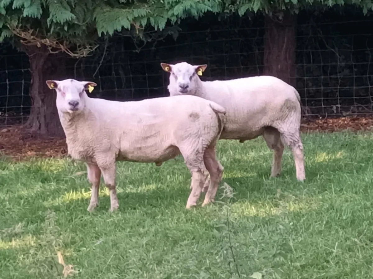 3  PEDIGREE HOGGET RAMS - Image 1