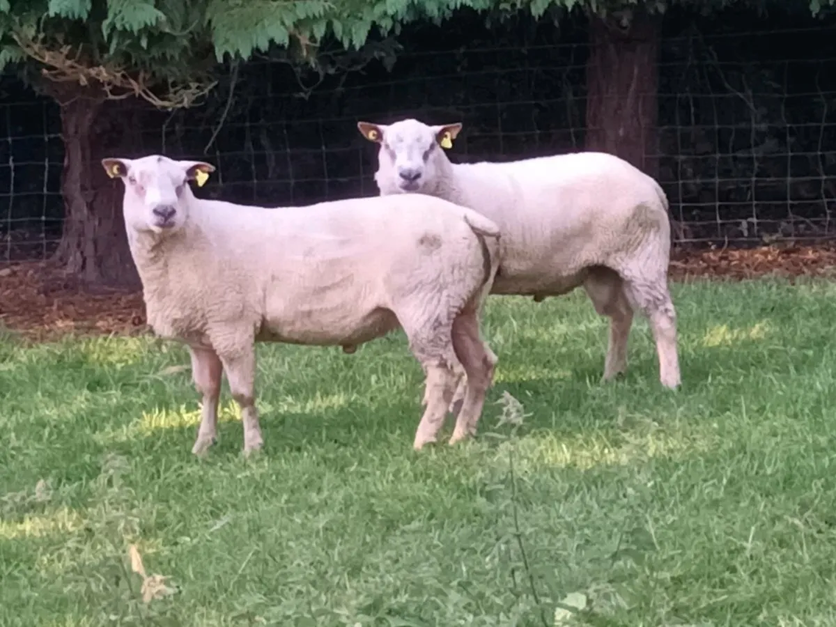 3  PEDIGREE HOGGET RAMS - Image 2