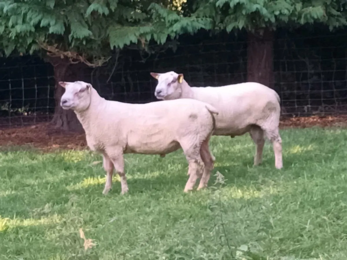 3  PEDIGREE HOGGET RAMS - Image 3