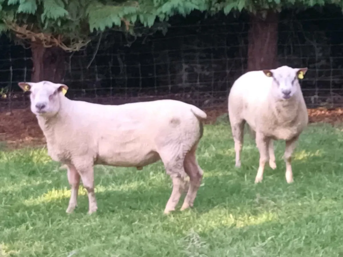 3  PEDIGREE HOGGET RAMS - Image 4