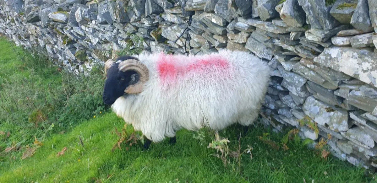 Ram - Image 2