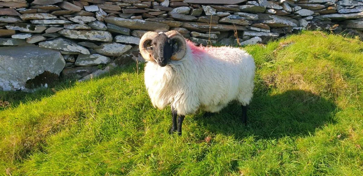Ram - Image 1