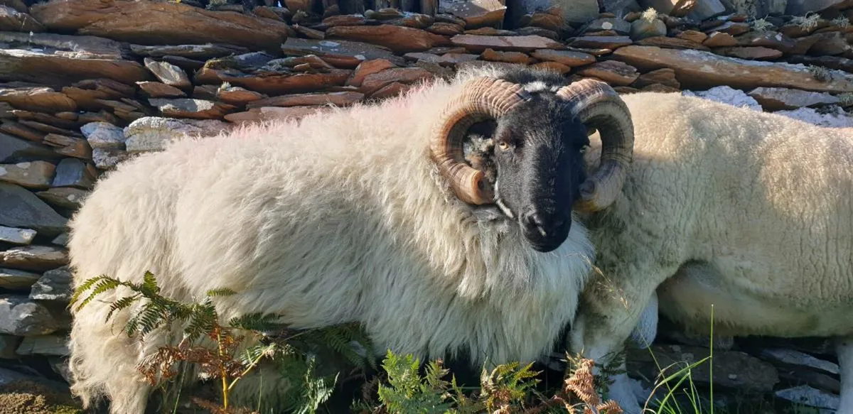 Ram - Image 4