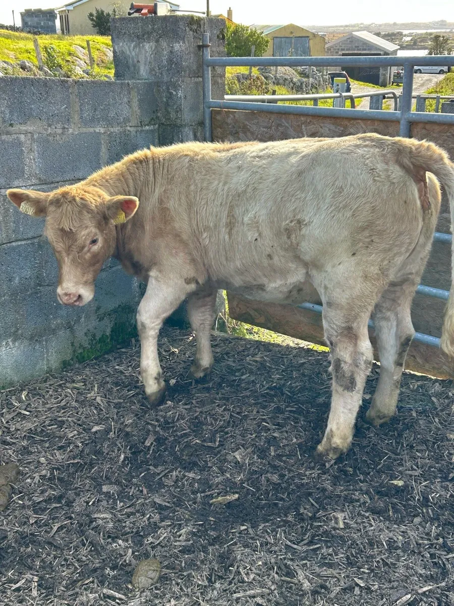Quality weanling heifer - Image 1