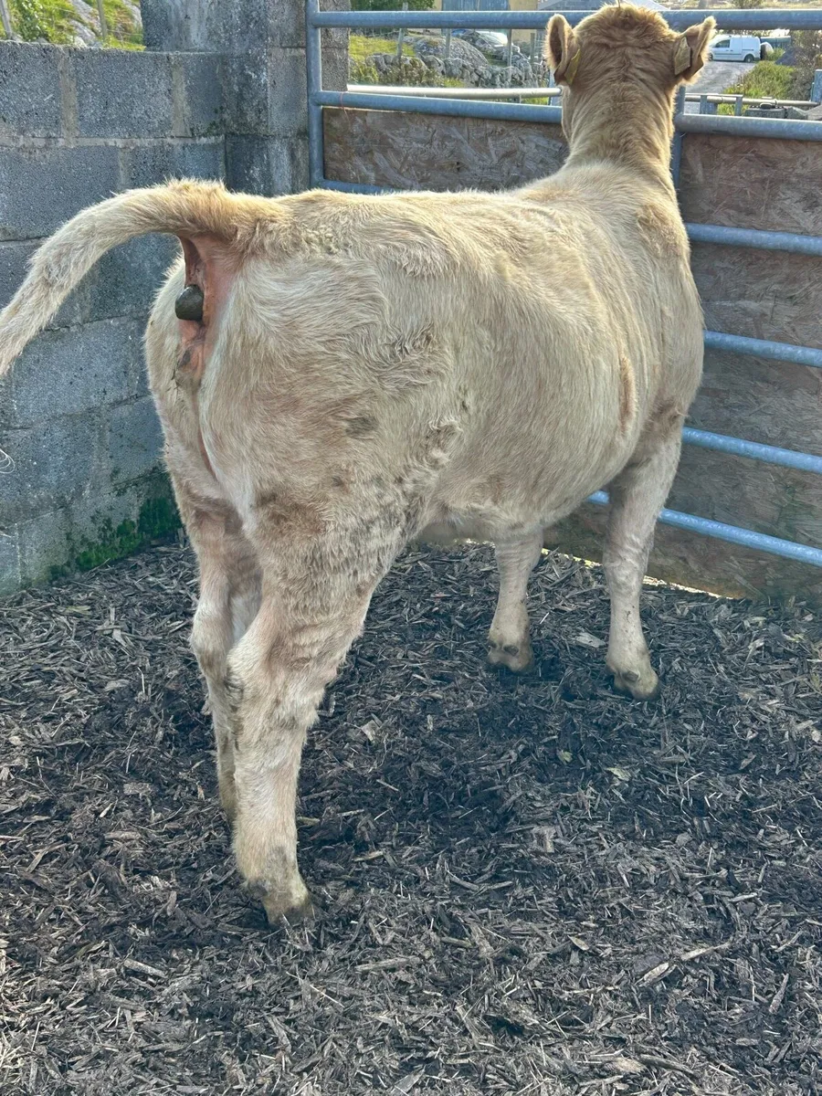 Quality weanling heifer - Image 2