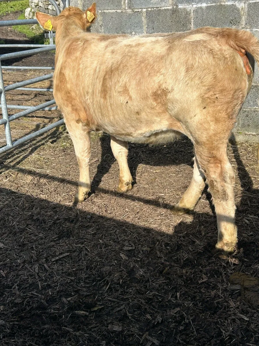 Quality weanling heifer - Image 3