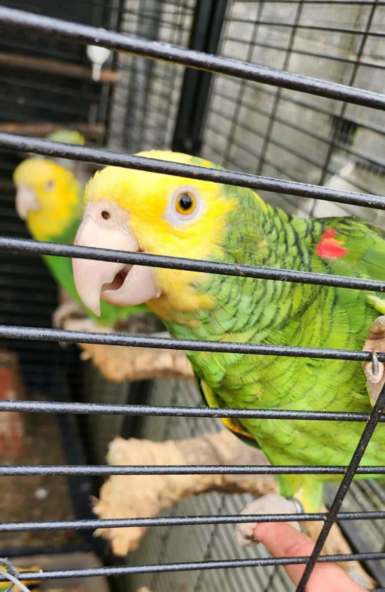 Breeding pair Double yellow Amazon - Image 3