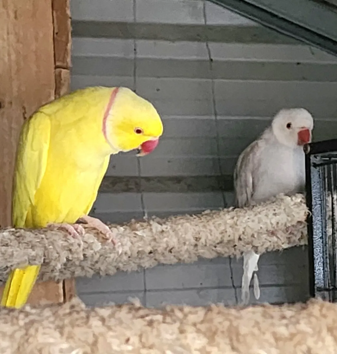 Indian ring neck breeding pair - Image 1