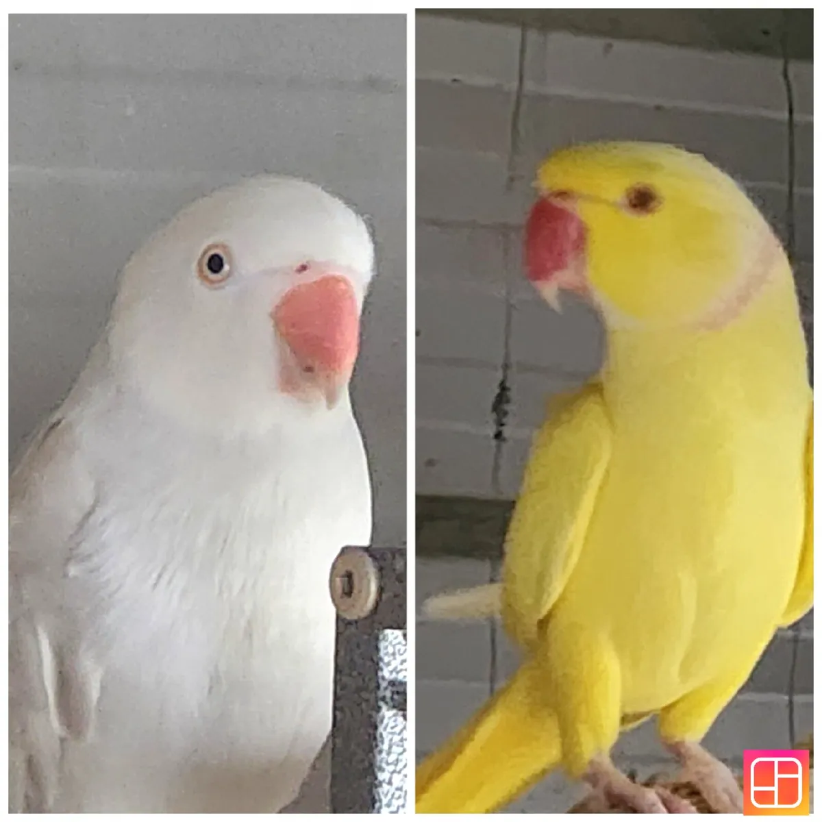 Indian ring neck breeding pair - Image 2