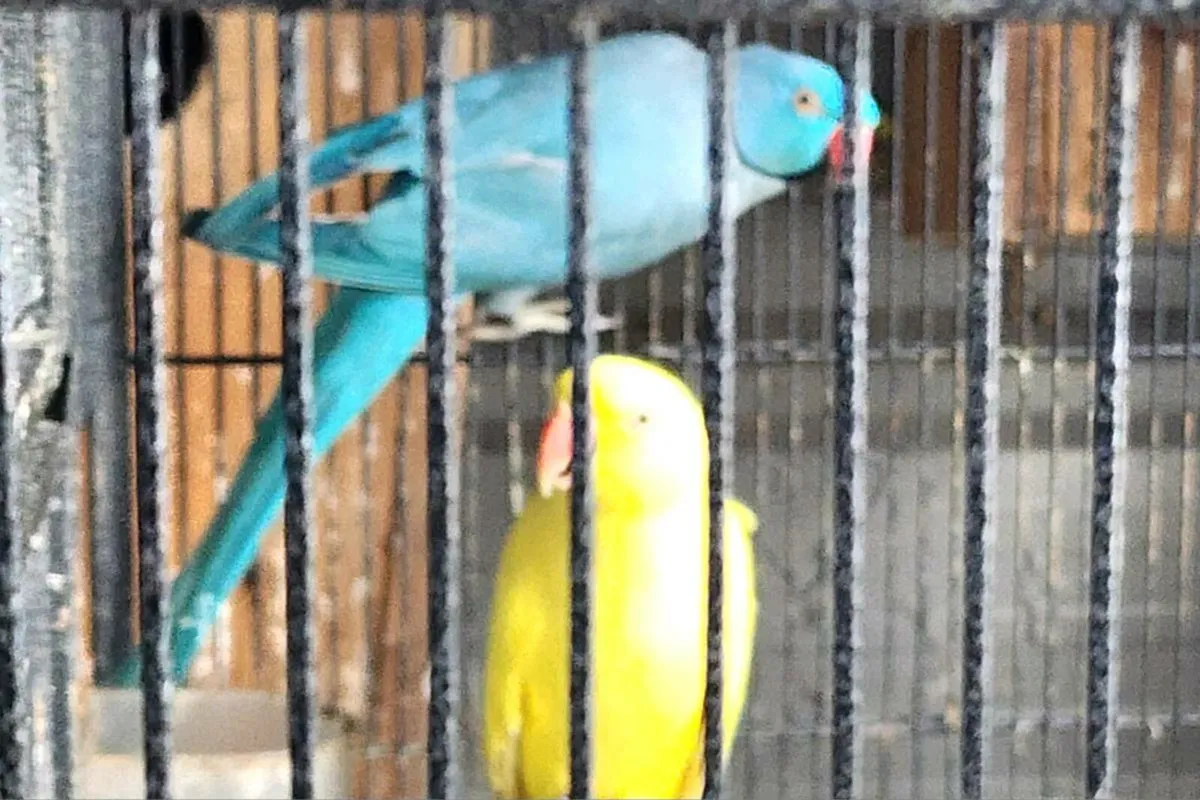 Indian ring neck breeding pair - Image 4