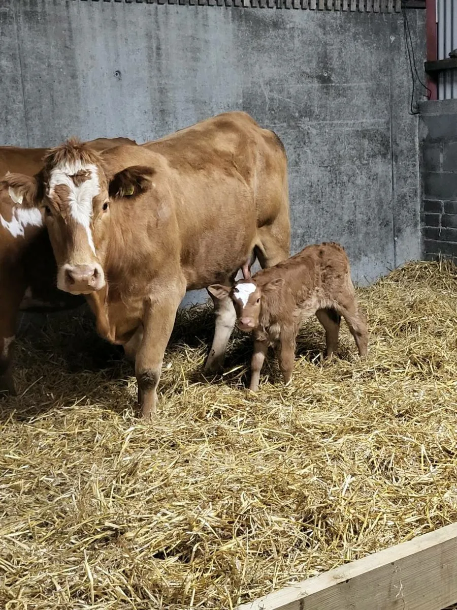 Super first calved limousine heifer - Image 1