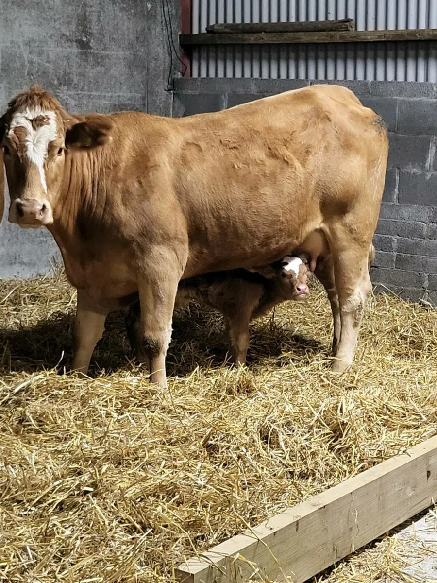 Super first calved limousine heifer - Image 2