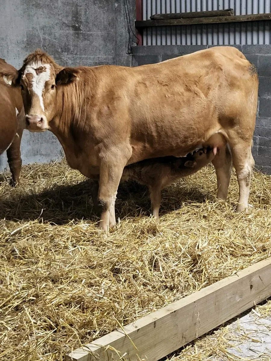 Super first calved limousine heifer - Image 3