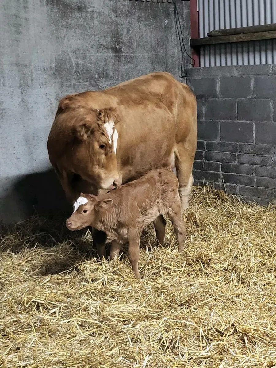 Super first calved limousine heifer - Image 4
