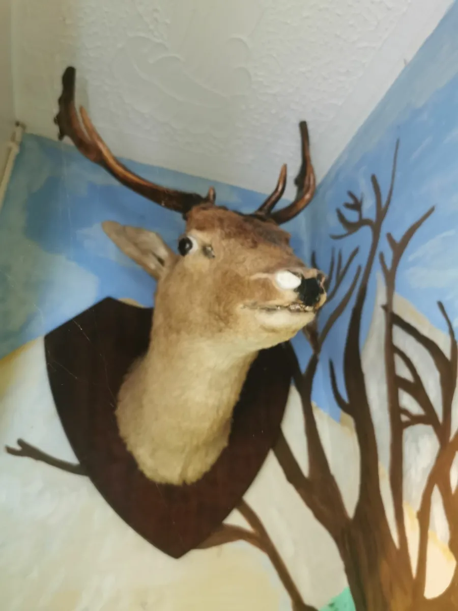 Taxidermy - Image 1