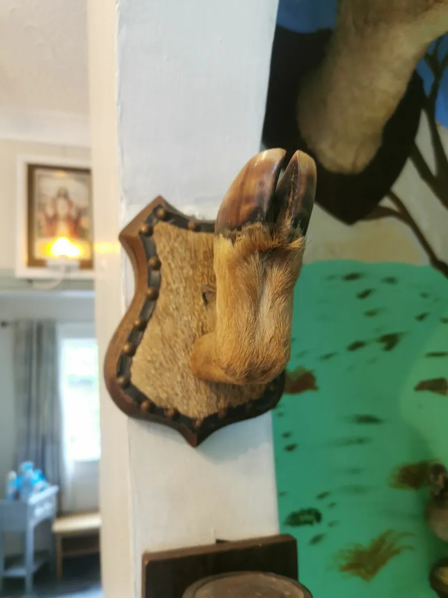 Taxidermy - Image 2