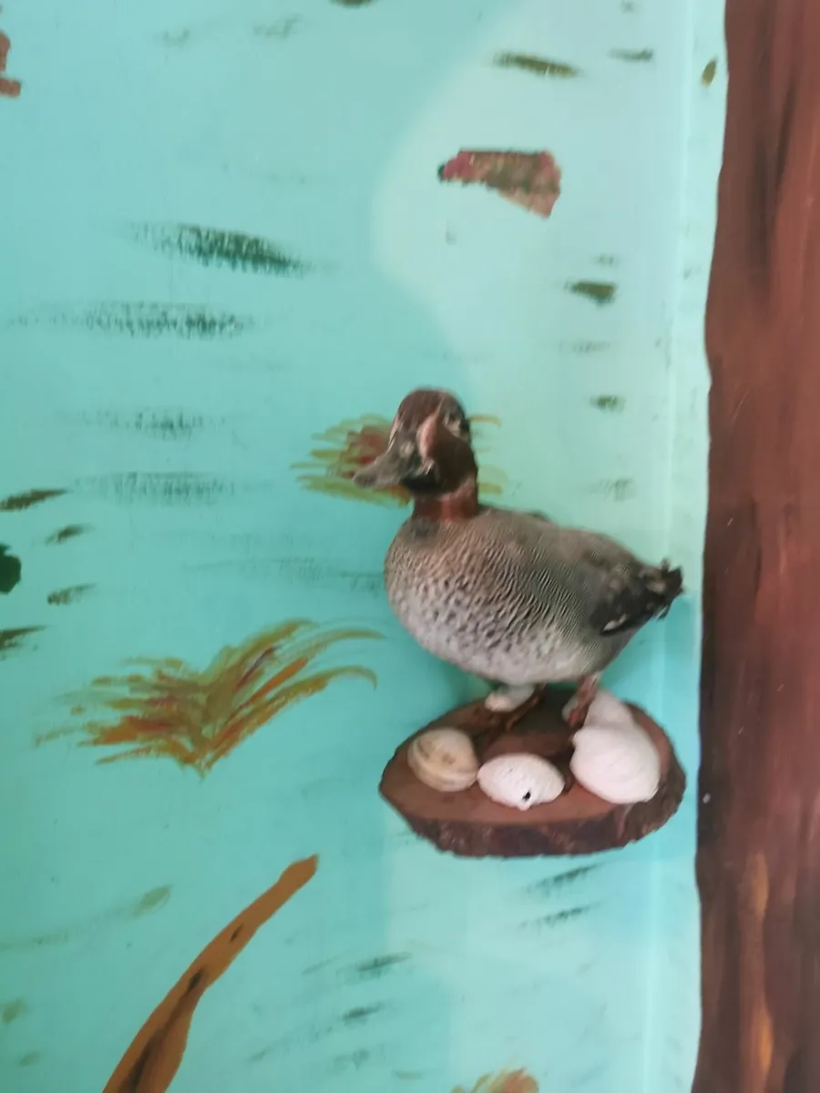 Taxidermy - Image 3