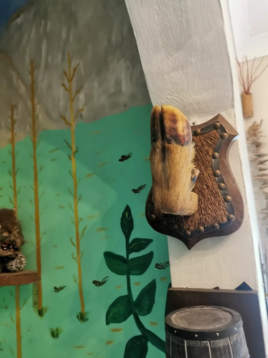Taxidermy - Image 4