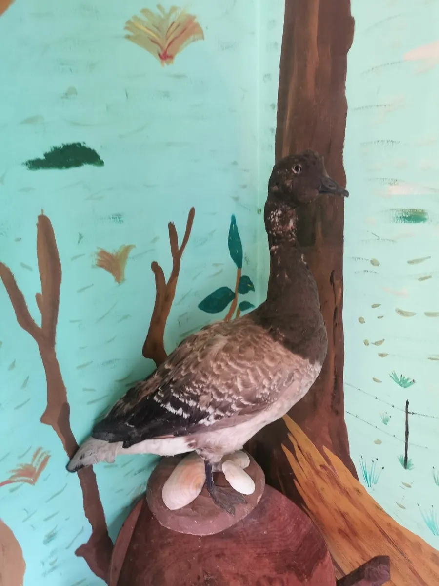 Taxidermy - Image 1