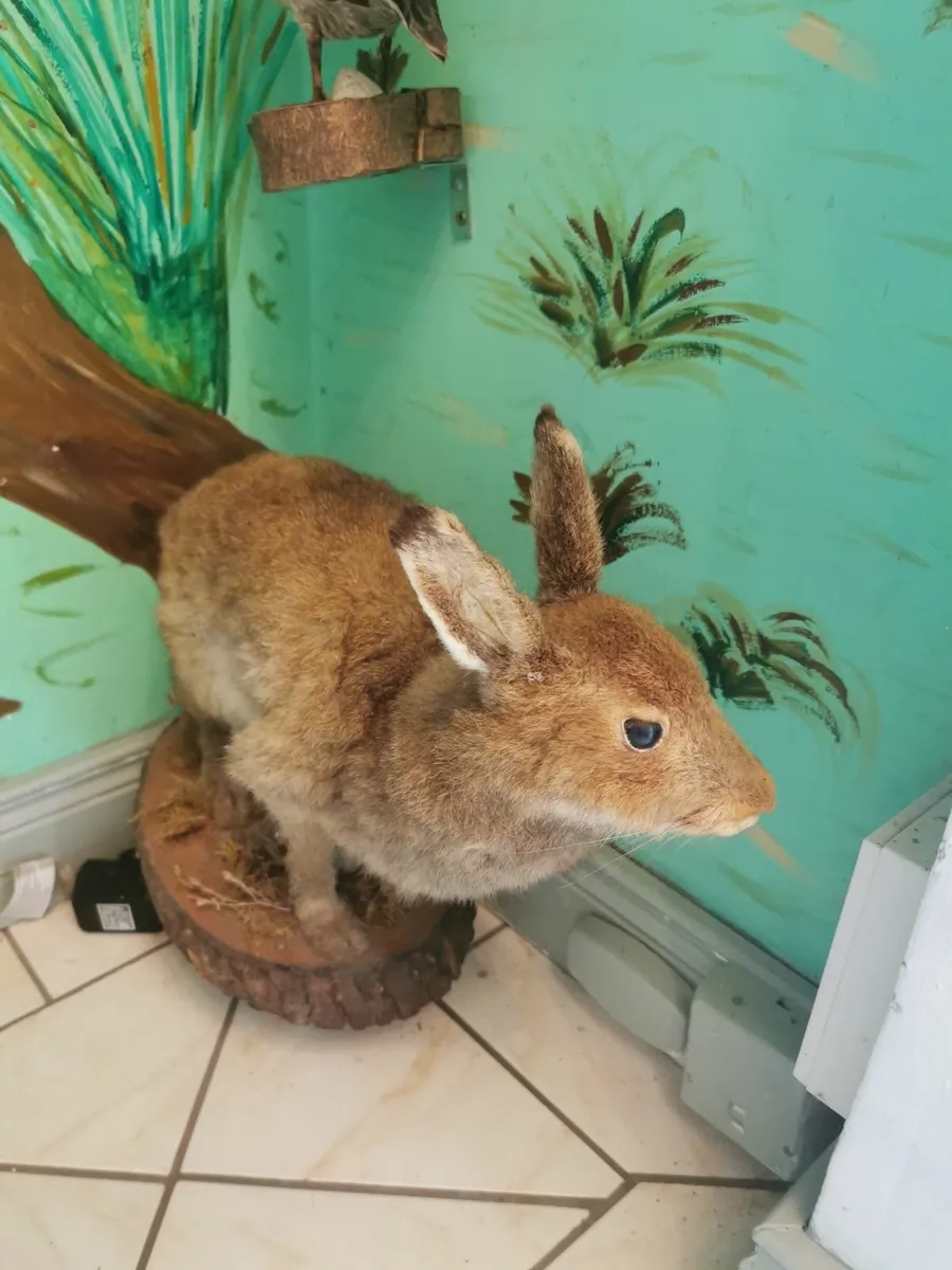 Taxidermy - Image 3