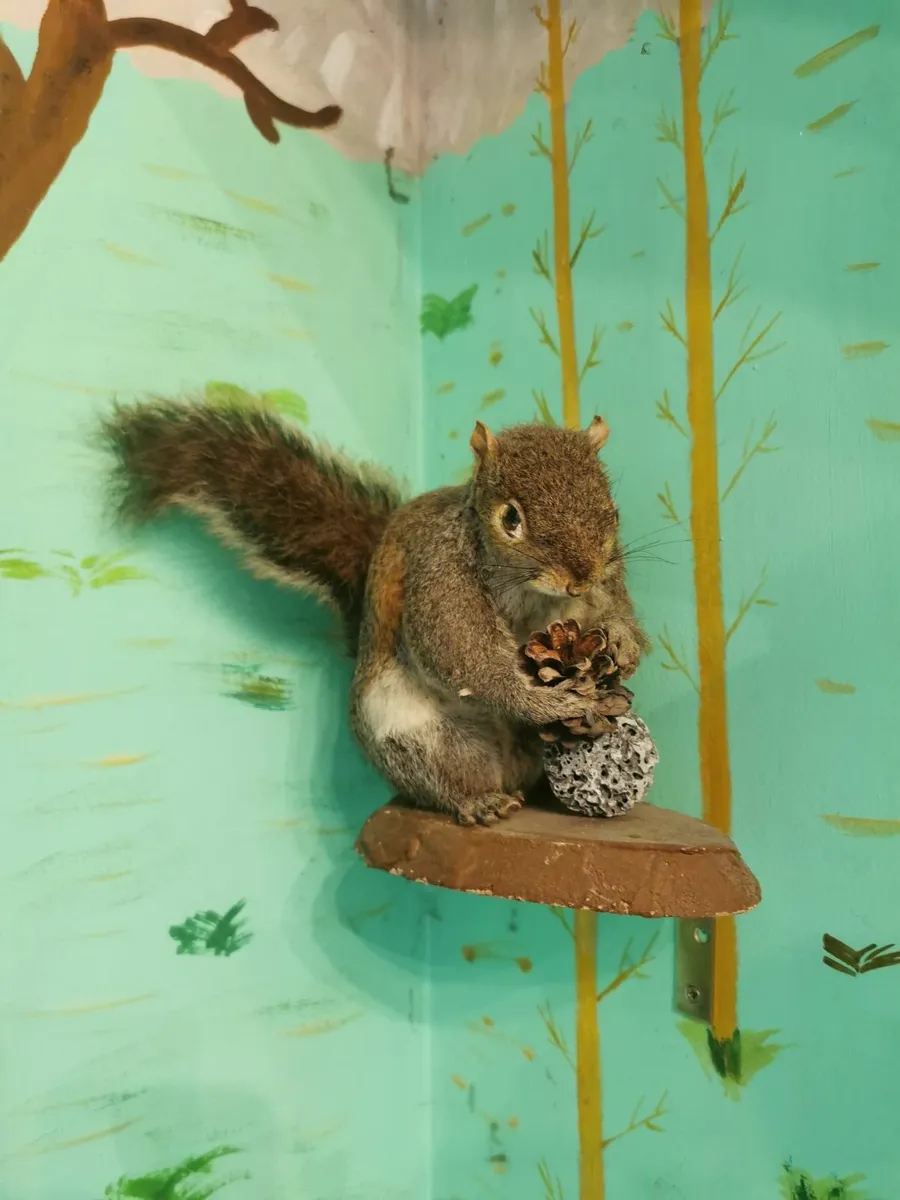 Taxidermy - Image 4