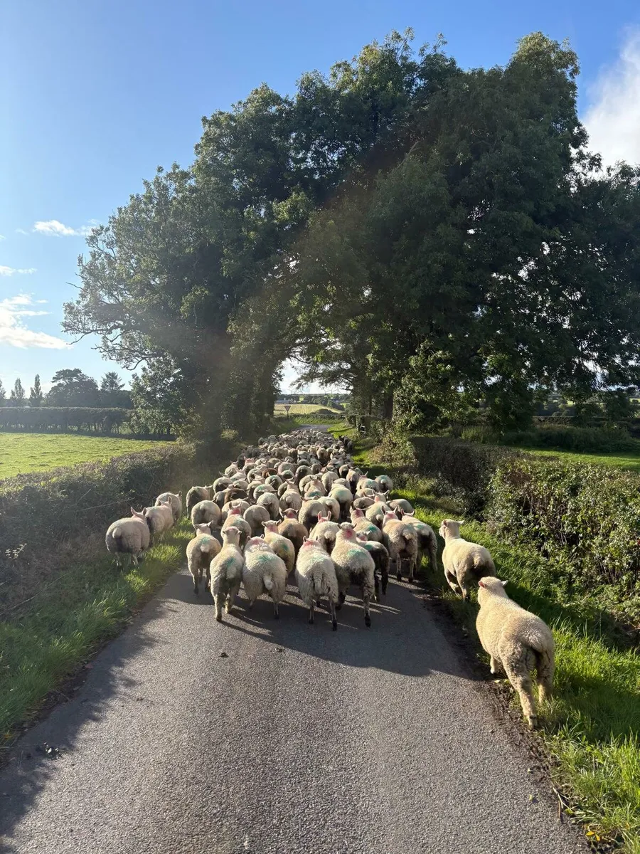 250 Ewe lambs - Image 1