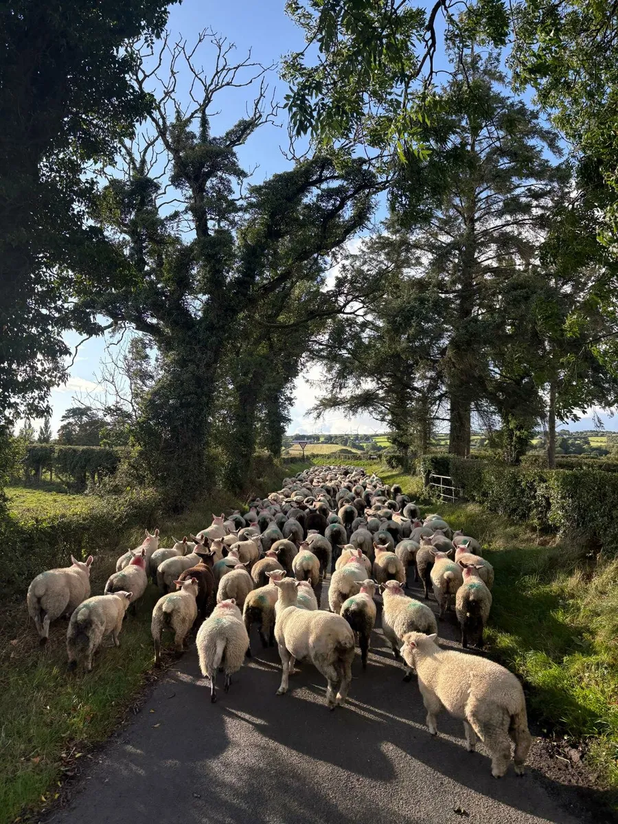 250 Ewe lambs - Image 2