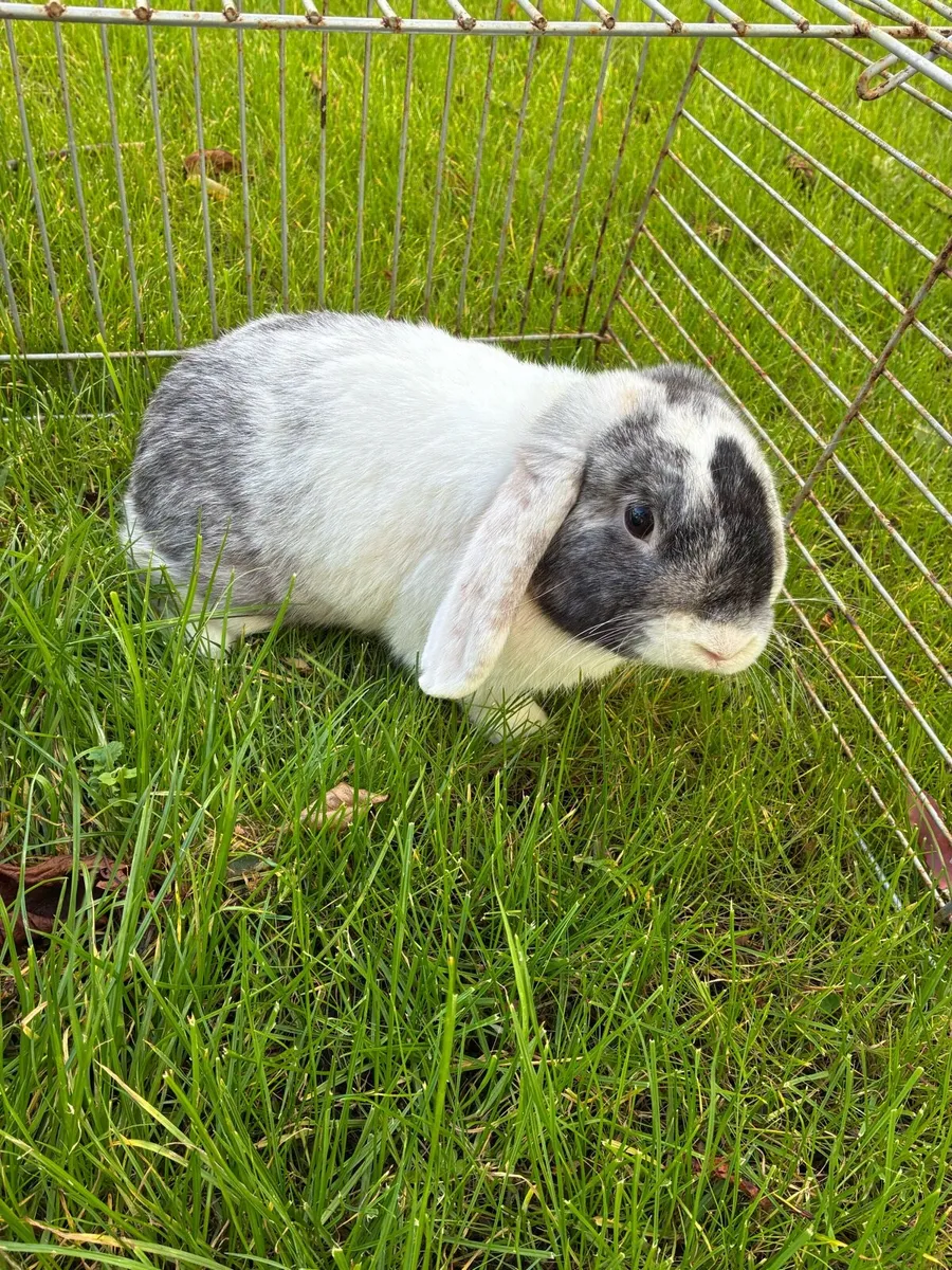 Mini lops - Image 1