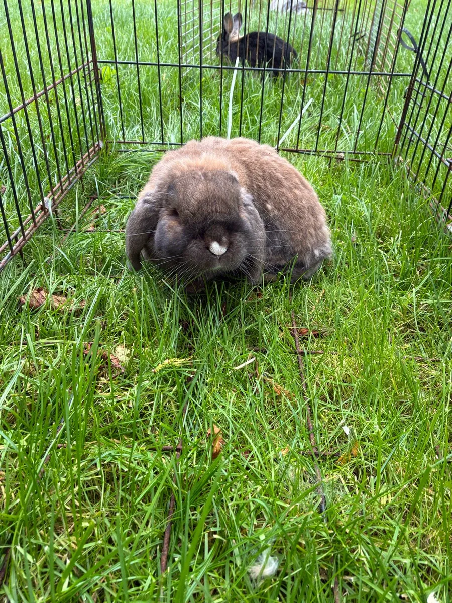 Mini lops - Image 2